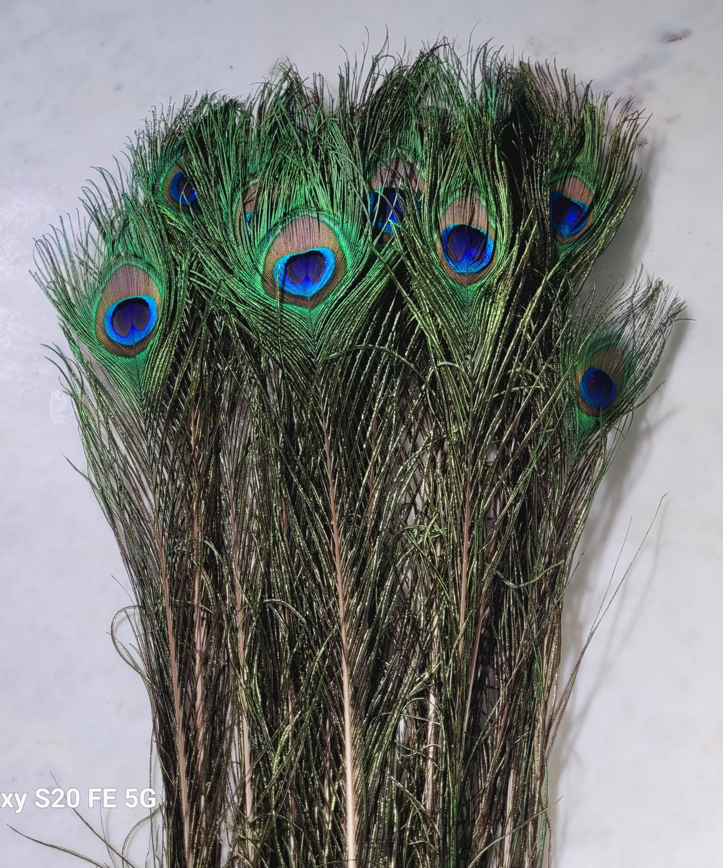 Natural Peacock Full Feather 15