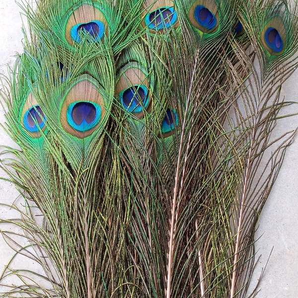 Natural  Peacock Feathers in Sizes 15" to 35" Large Eye / cut Moon 8-12" (1pc/5pcs) https://realplumesnfeathers.etsy.com for more items