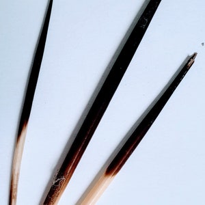 May include: Three brown and cream colored quill pens with pointed tips.
