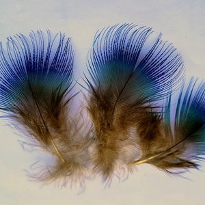 May include: Three peacock feathers with blue, green, and brown colors. The feathers are arranged in a fan shape.