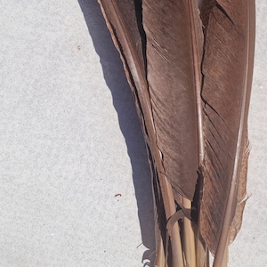 May include: A bundle of five brown feathers with light brown quills. The feathers are arranged in a fan shape.