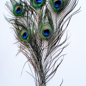 May include: A bunch of peacock feathers with blue and green eyespots. The feathers are arranged in a fan shape and have a white background.