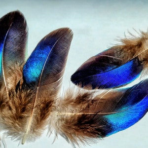 May include: Four iridescent feathers with brown and blue hues. The feathers have a shimmery, almost metallic sheen.