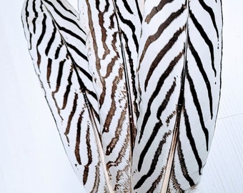 Natural  Silver Pheasant Wing Quill Feathers in Sizes 4" up and 6"- 8"  (1 per unit).