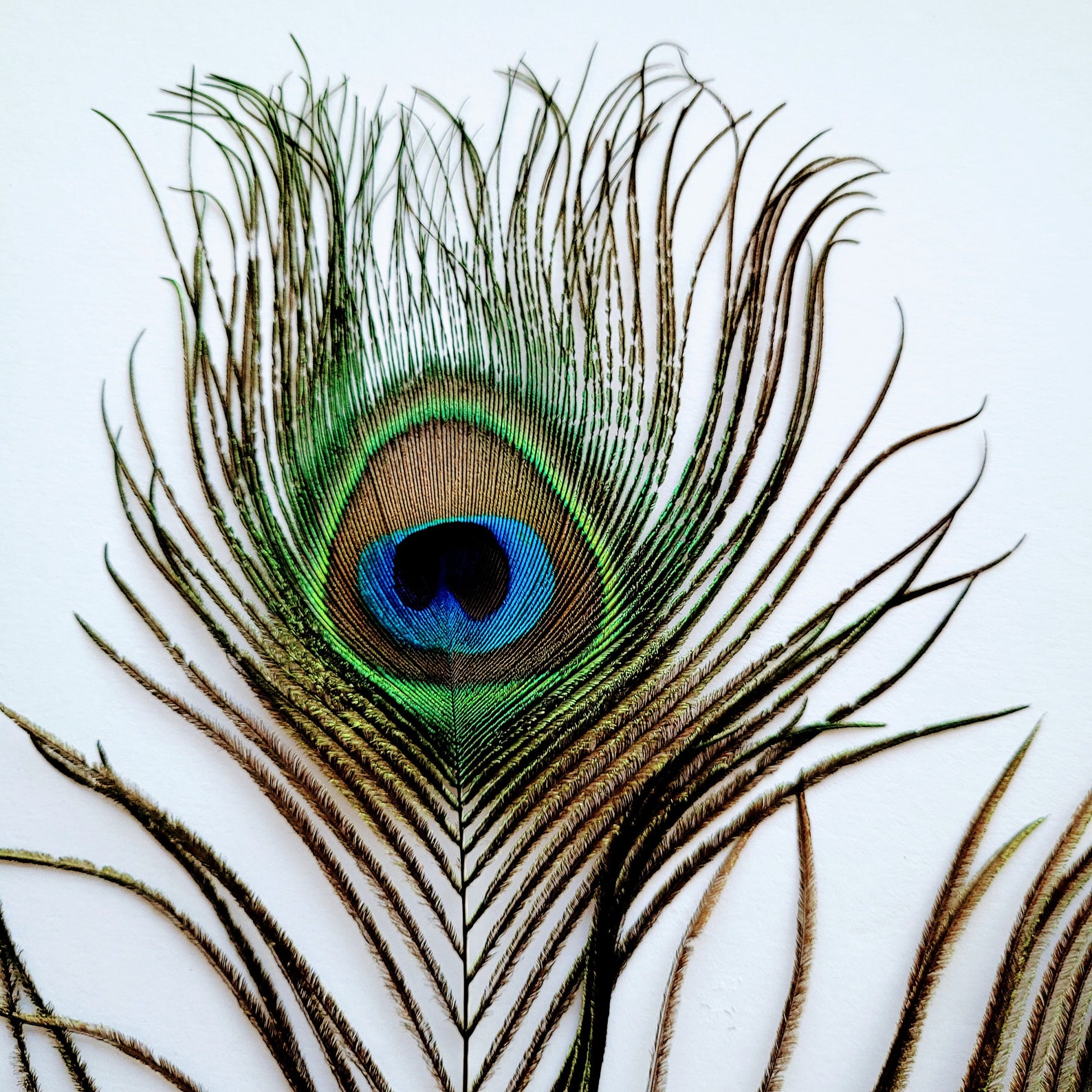Natural Peacock Tail Feather Cut Moon Large Eye Sizes 8