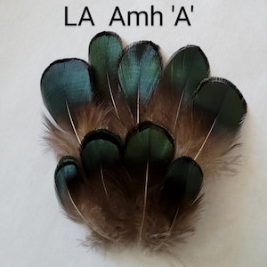 May include: A bunch of teal and brown feathers with a dark green trim. The feathers are arranged in a fan shape.