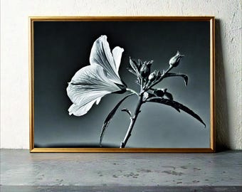 A Black and White Artistic Portrait of a Solitary White Flower - Minimalist Floral Wall Decor