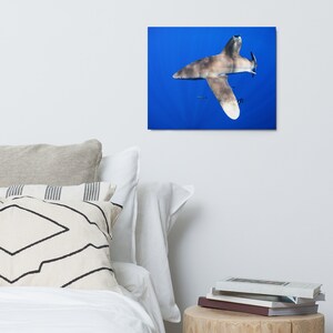 Oceanic Whitetip Metal Print
