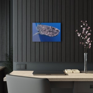 Whale Shark & Remora Acrylic Print