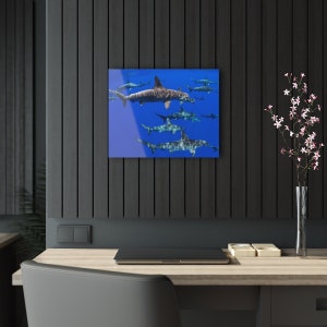 Hammerheads Acrylic Print