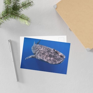 Whale Shark Fine Art Postcards