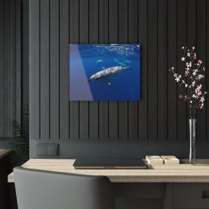 Blainville&#39;s Beaked Whale Acrylic Prints