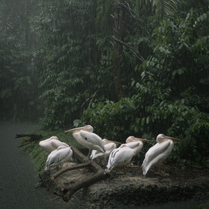 Cranes In The Rain