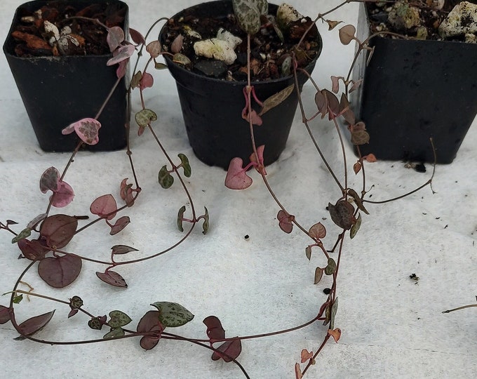 String of hearts