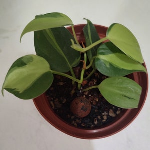 Pothos Brazil