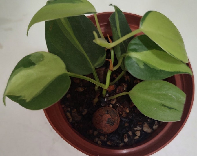 Pothos Brazil
