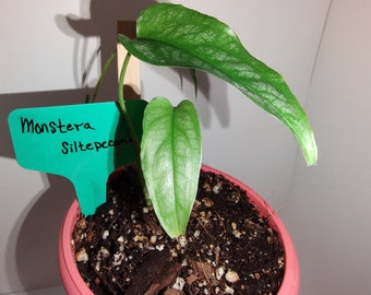 Monstera siltepecana, sliver monstera