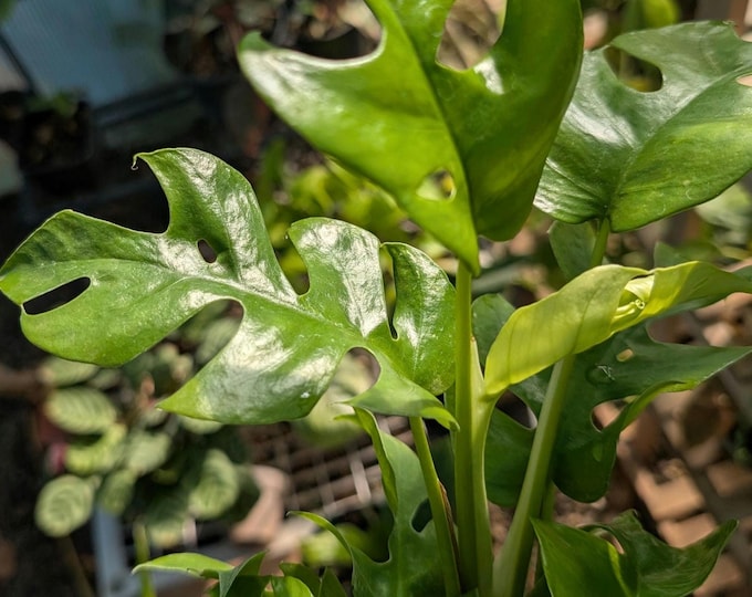 Rhaphidophora Tetrasperma mini monstera split leave philodendron