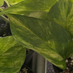 Neon Queen Pothos – Rare Hybrid Houseplant | Neon Pothos × Snow Queen | Easy Care Vining Plant | Bright Foliage for Home or Office