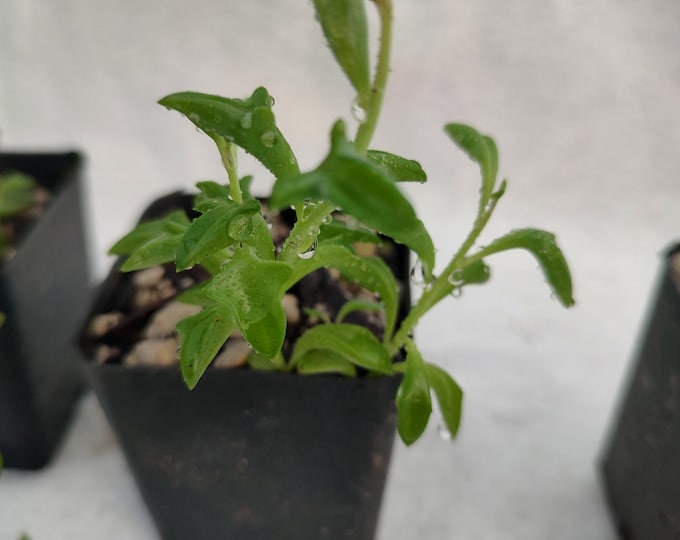 String of dolphins trailing succulent