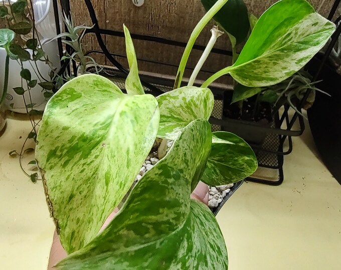 Pothos marble queen easy care houseplant vining low maintenance trailing pothos