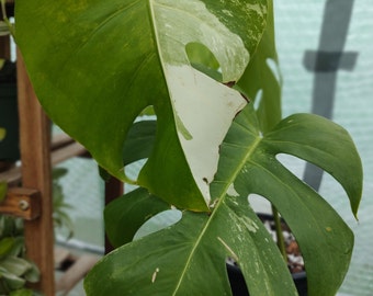 Low to mid varigation Monstera borsigiana Albo monstera variegated