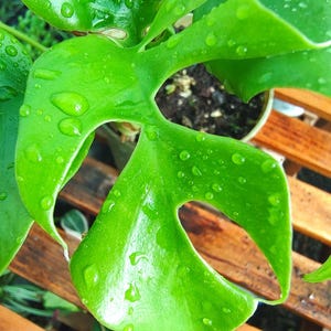 Raphidophora Tetrasperma mini monsters fast growing easy care unique climbing plant