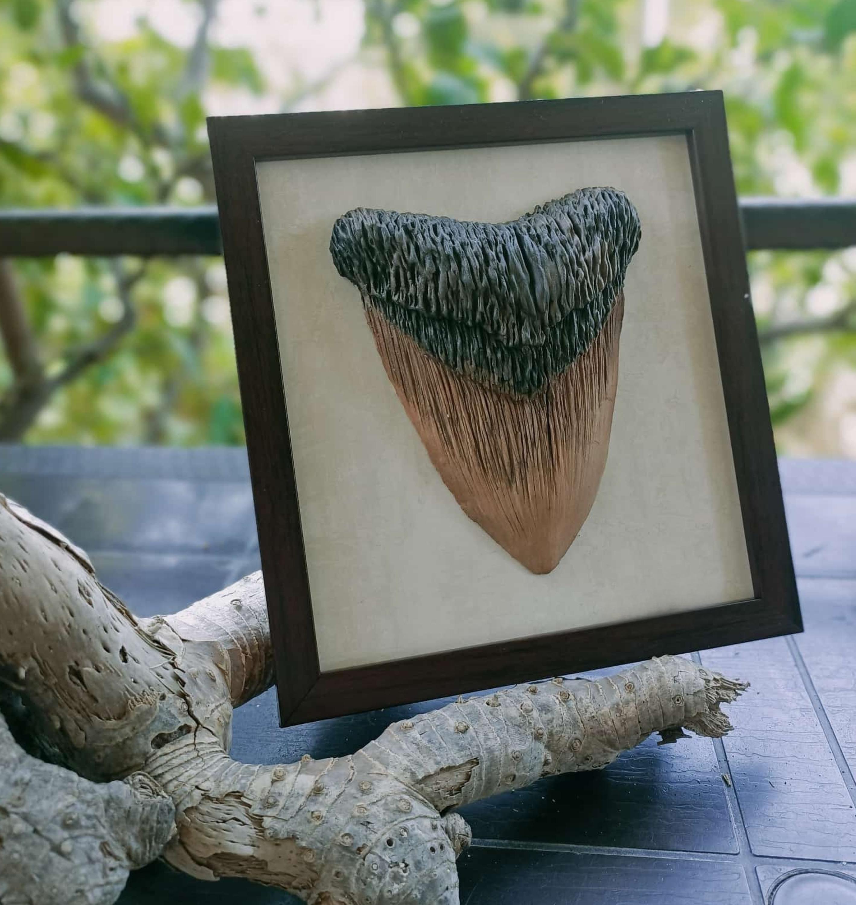 Venice Florida Hemipristis Fossil Shark Tooth Teeth Megalodon Era