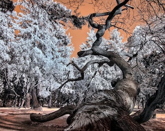 Natural landscape, one old tree, captured in infrared spectrum, digital download. Wall Art, DIY Home Decor.