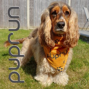 Puprun 2-in-1 hondenbandana, ideaal om er cool uit te zien tijdens hardlopen en vrijwilligerswerk met je mens (verkrijgbaar in abrikoos en roze)