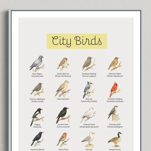 City Birds Vintage Poster, Illustrated Urban Birds Print, 20 Bird Species Wall Art for Bird Lovers & Naturalists