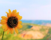 Palo Duro Sunflower