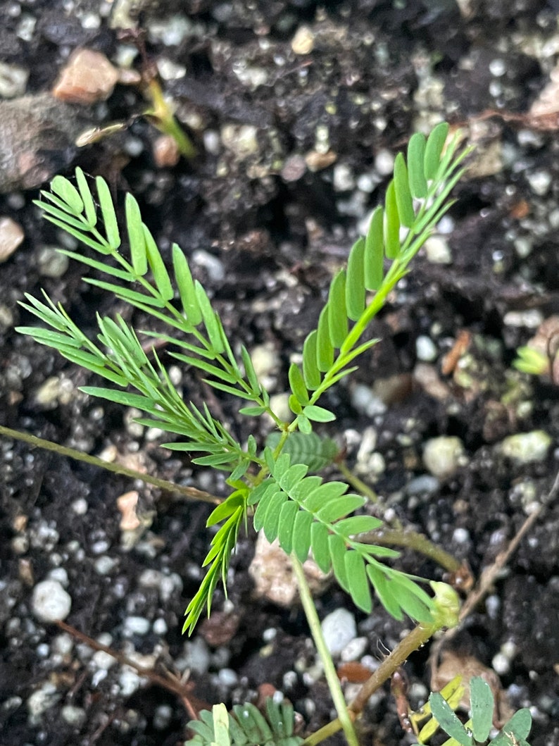 Sunshine Mimosa Starter Plant mimosa Strigillosa Rooted Cuttings Indoor