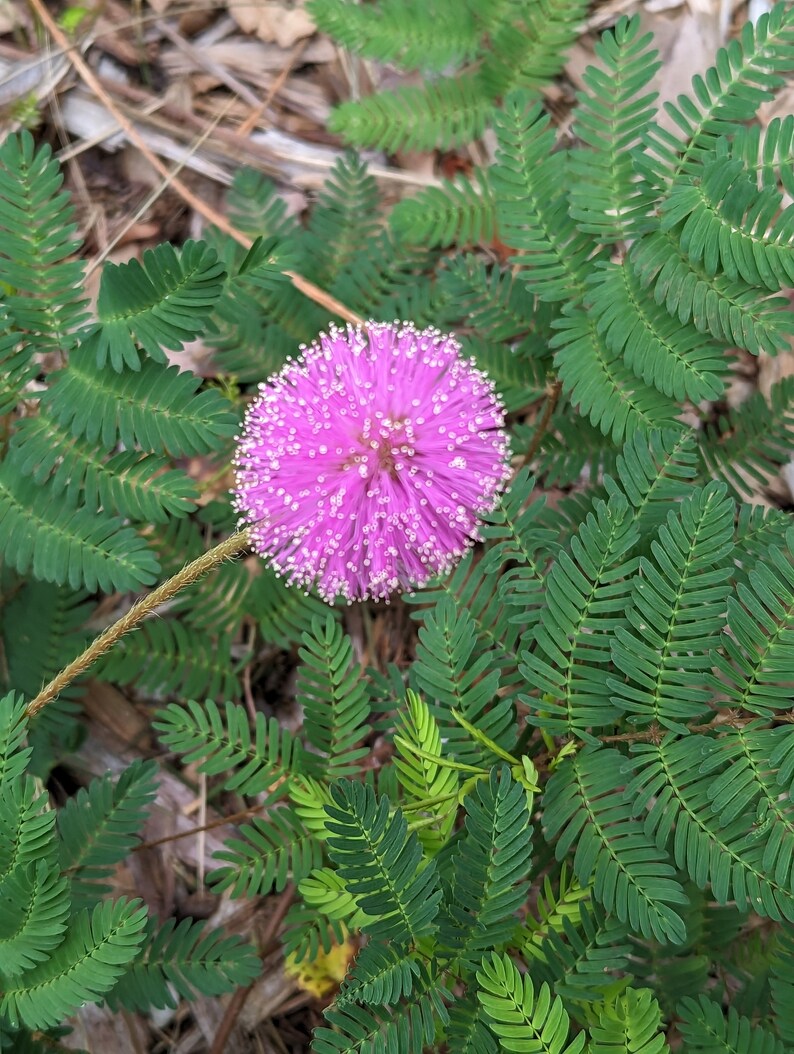Sunshine Mimosa Starter Plant mimosa Strigillosa Rooted Cuttings Indoor