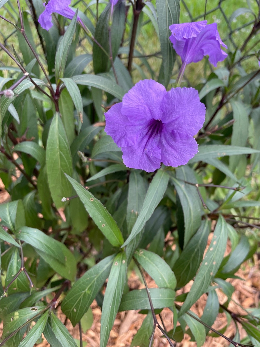10 Ruellia Tuberosa Mexican Petunia Fresh Cuttings – Perennial Herb, Unbranded