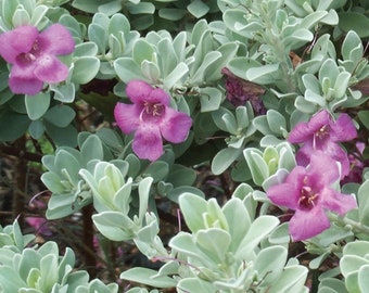 May include: A close-up of a bush with silvery-green leaves and clusters of vibrant pink flowers.