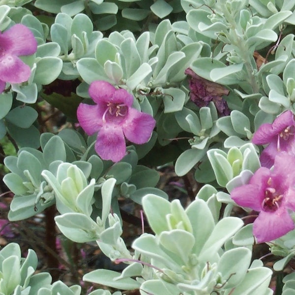 4 Texas Sage Cuttings (Leucophyllum Frutescens)