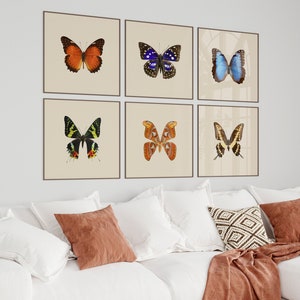 Square Butterfly Poster set of 6, Vintage Butterflies Prints, Retro Color Butterflies  Wall Art, Real Butterfly Printables, Eclectic Decor
