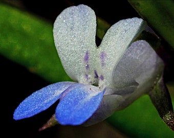 Maiden Blue Eyed Mary (Collinsia parviflora) Mountains Southern Oregon Flower Macro Close-up