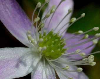 Oregon anemone, (Anemonoides oregana) Wildflower Southern Oregon Mountain