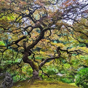 May include: A large, moss-covered tree with twisting branches and a dense canopy of green and yellow leaves. The tree is in a forest setting with other trees and foliage visible in the background.
