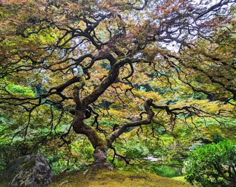 Japanese Maple Colors Spreading Twisted Branches Portland Oregon Nature