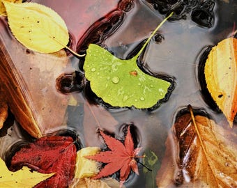 Ginkgo, Cherry, Japanese Maple and other leaves floating Fall Foliage Southern Oregon