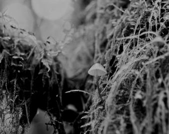 Bleeding bonnet, (Mycena sanguinolenta) Olympic Peninsula Washington Nature Woods Black and White Moss