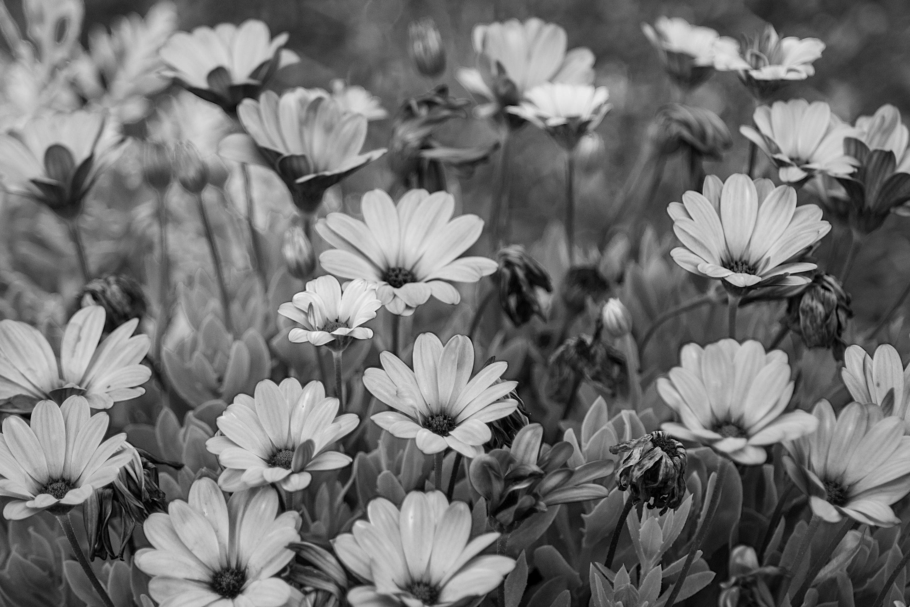 Osteospermum Ecklonis 'zion Denim Blue' Daisy Bandon, Oregon Flower ...