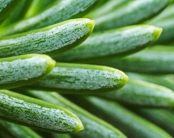 White Spruce Macro Photography Pine Needle Close Up Detail Oregon Green Texture
