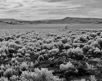 Sagebrush Frost in the Nevada Desert Black and White Nature Film Photography
