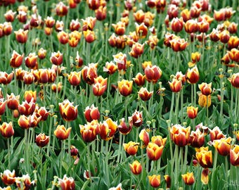 Halley&#39;s Comet Tulip Yellow and Fire Red Flower Wooden Shoe Tulip Farm Woodburn Oregon