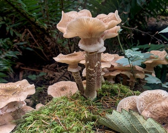 Honey Mushroom, Armillaria mellea Olympic Peninsula Washington, Nature