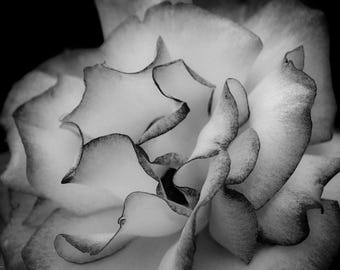 Rosa Peace Flower Black and White Photography Infrared Image Nature Oregon